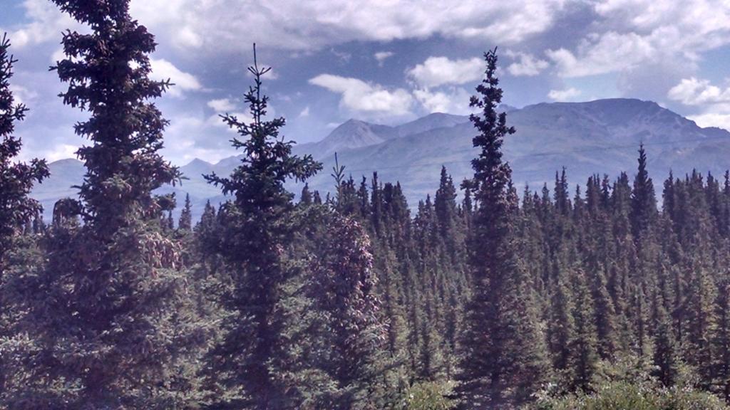 Denali'S Alaskan Spruce Cabins Хили Экстерьер фото