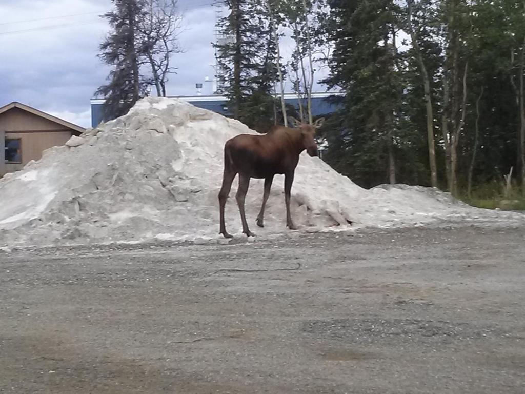 Denali'S Alaskan Spruce Cabins Хили Экстерьер фото